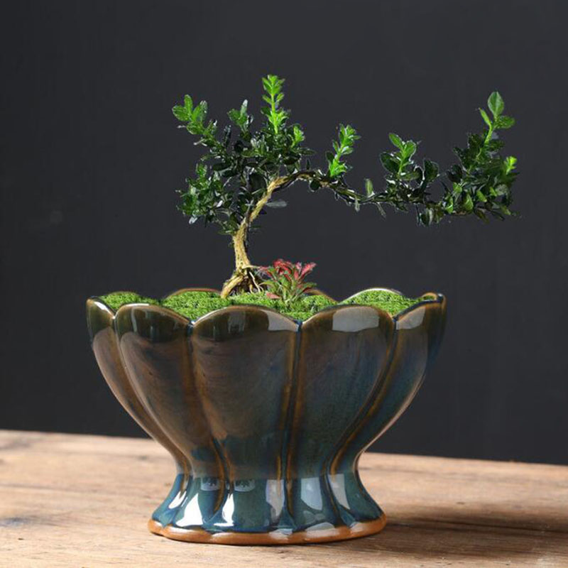 Kiln Transmutatie Geglazuurde  - Bonsai Garden Art recensie en prijs